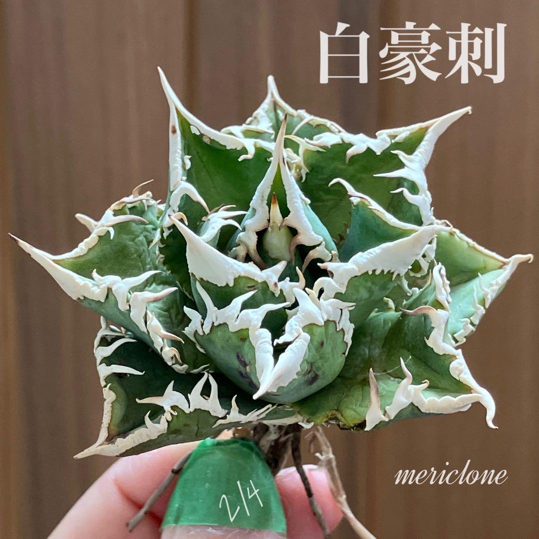 H*C様 【オークション】①選抜　特選　太棘 アガべ　チタノタ　白豪刺　TC 上