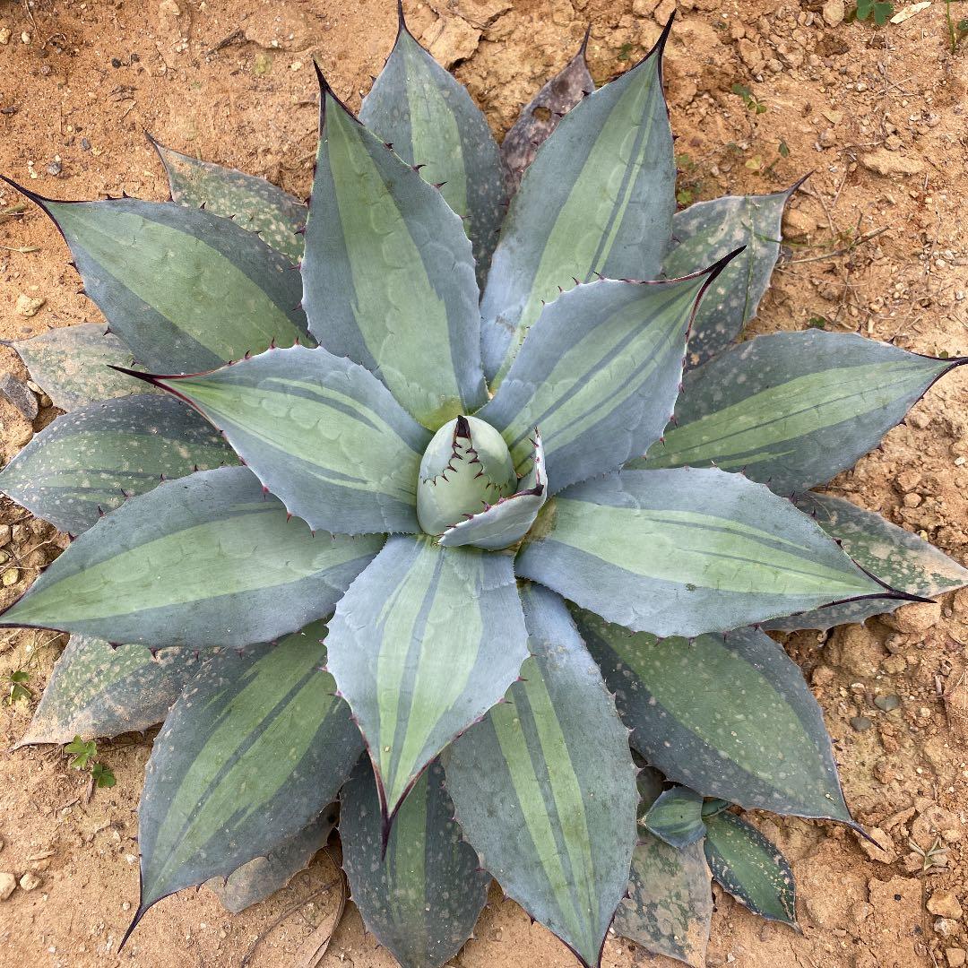 アガベ　パリー錦　吉祥天錦　ホーチエンシス錦　優良カキコ　抜き苗送料込み