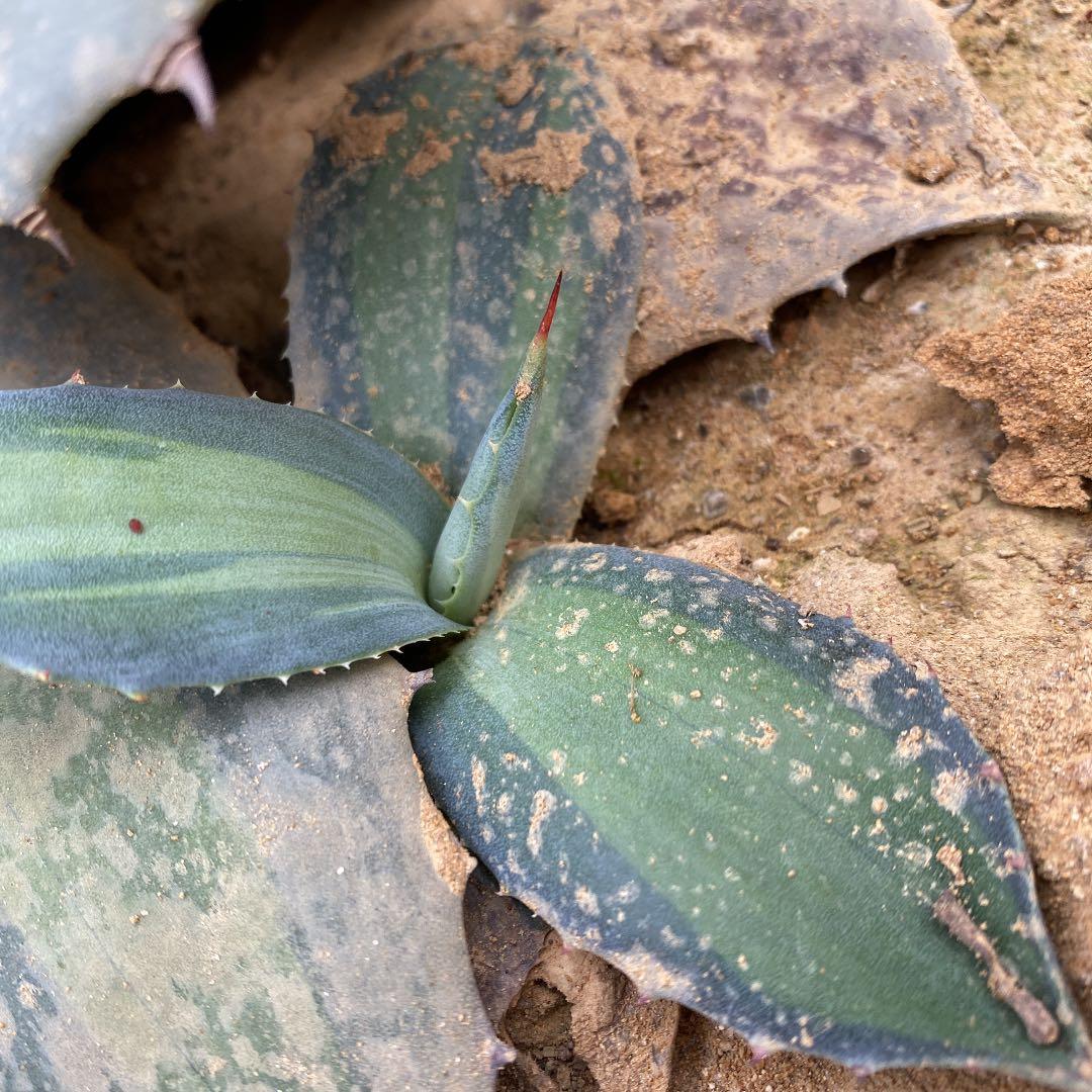 アガベ　パリー錦　吉祥天錦　ホーチエンシス錦　優良カキコ　抜き苗送料込み