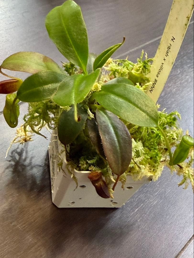 食虫植物N. rajah x villosa #NNN