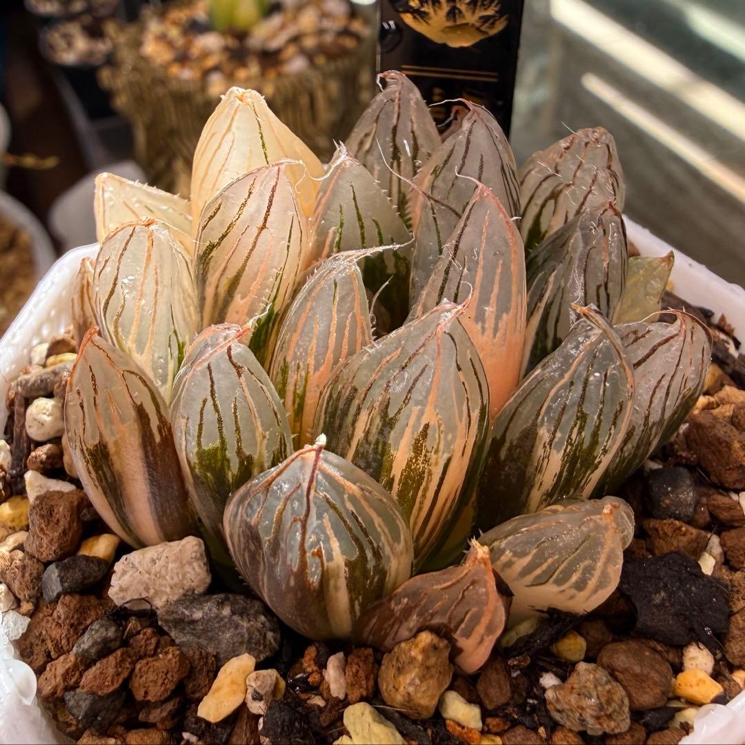 ハオルチア⭐️ 臙脂(えんじ)⭐️ 斑入り 美苗　美品　発根済み。