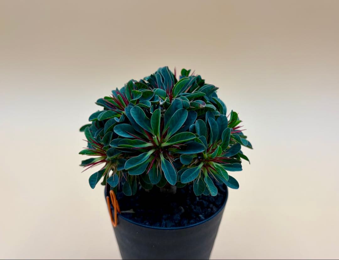 ユーフォルビア ギラウミニアナ 実生株 eg56 【鉢ごとメルカリ便】