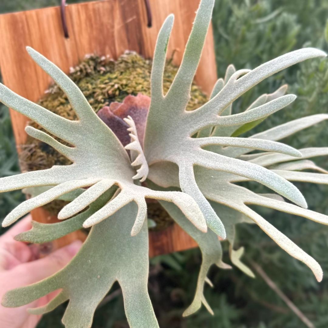 P.willinckii ’Jade Girl’ spore　40