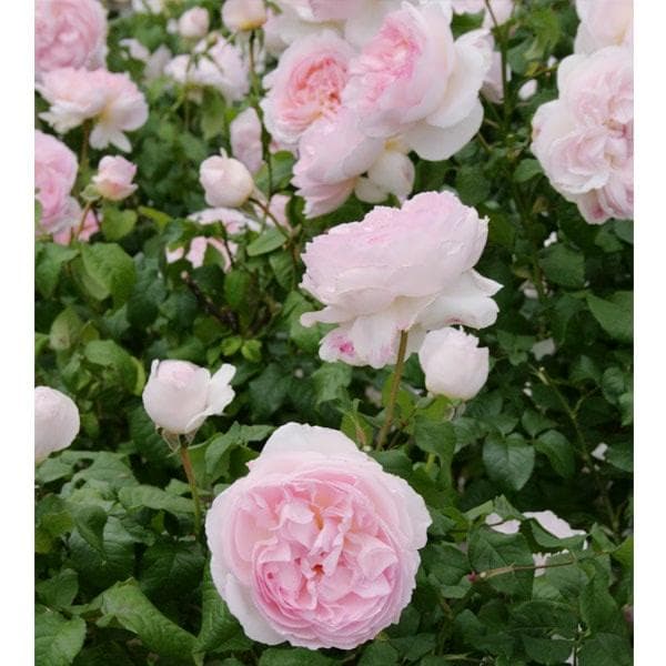 シャリファアスマ バラ接木　大苗　廃盤品種