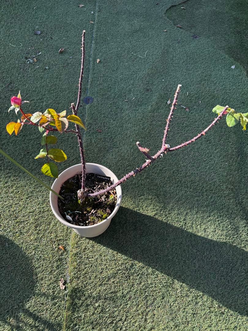 シャリファアスマ バラ接木　大苗　廃盤品種