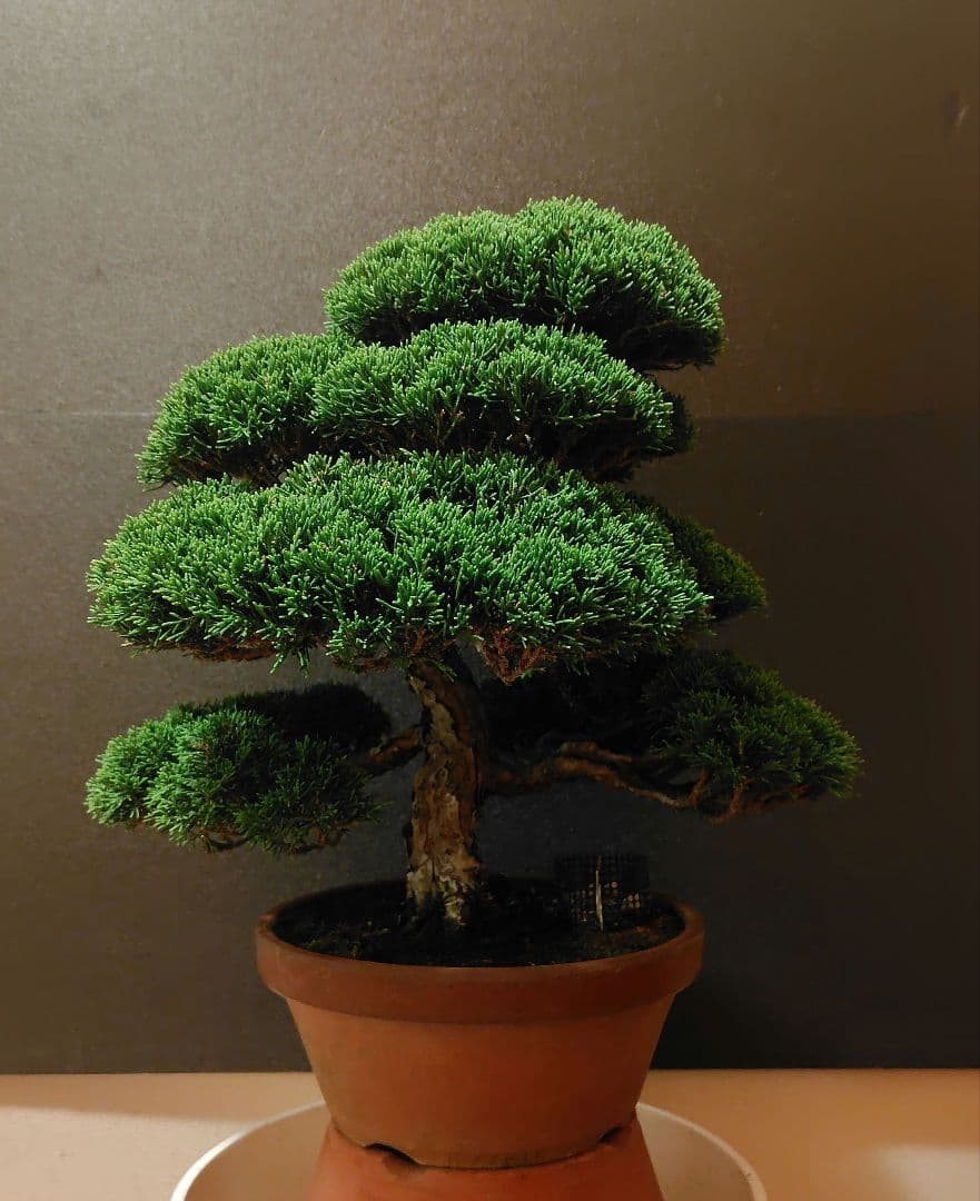 特選！糸魚川真柏素材！