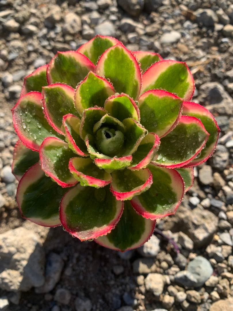 魅金ロース錦　如意　アエオウム　抜き苗