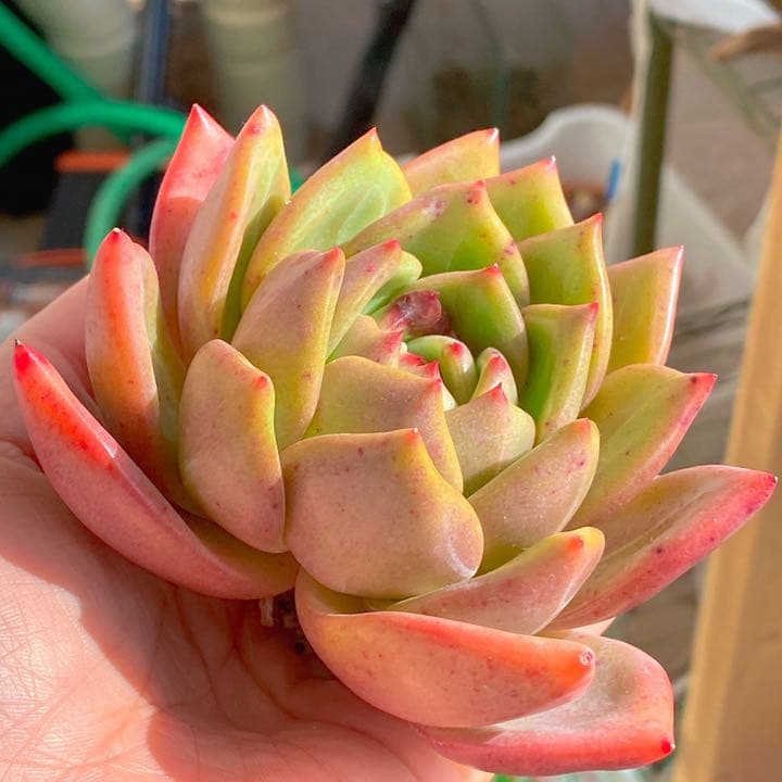 お取り置き中　只今タイムセール中！　どっしり　ピンクシャンパン　ピンクシャンペン