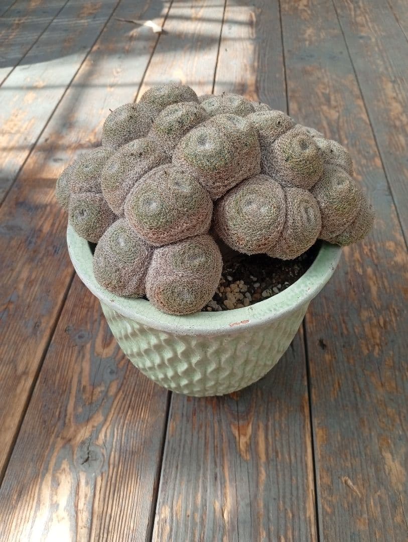 マミラリア　実生　個体名不明