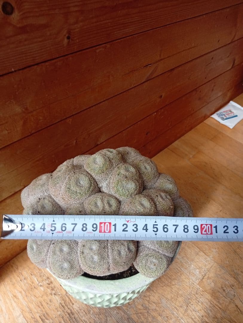 マミラリア　実生　個体名不明