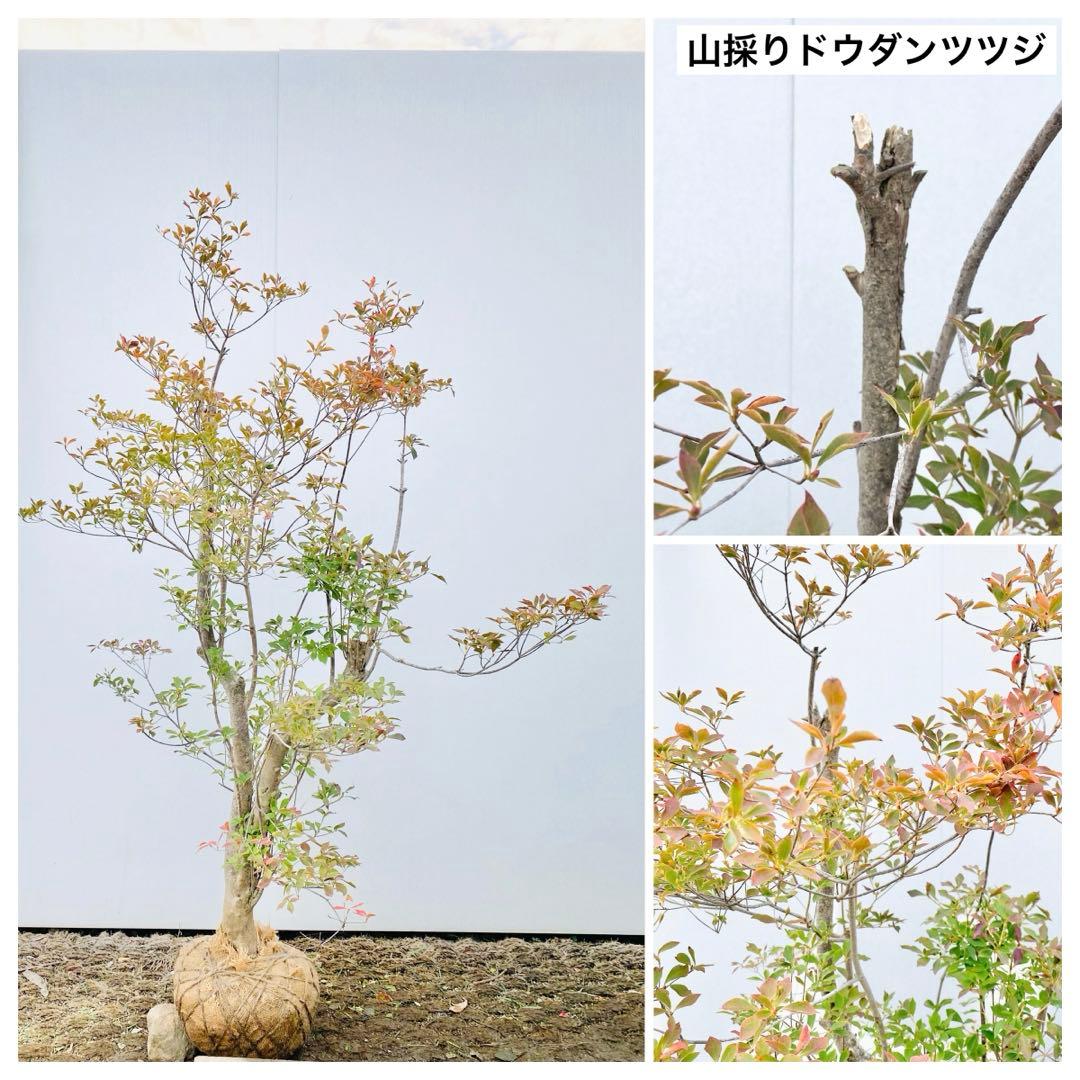 山採りドウダンツツジ　白花/816