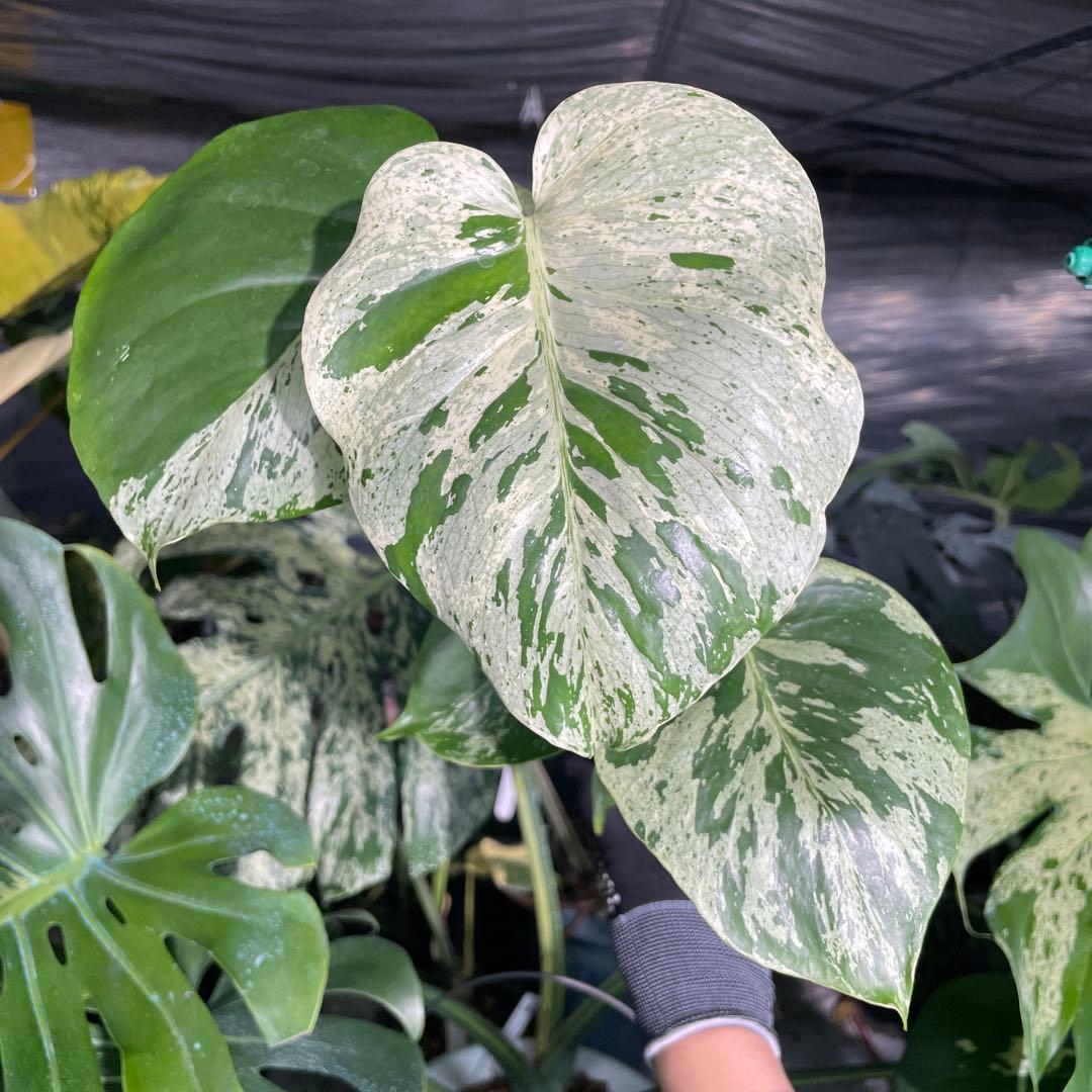 V11 モンステラ　デリシオーサ　ベトシオーサ　セレクトエディション斑入り