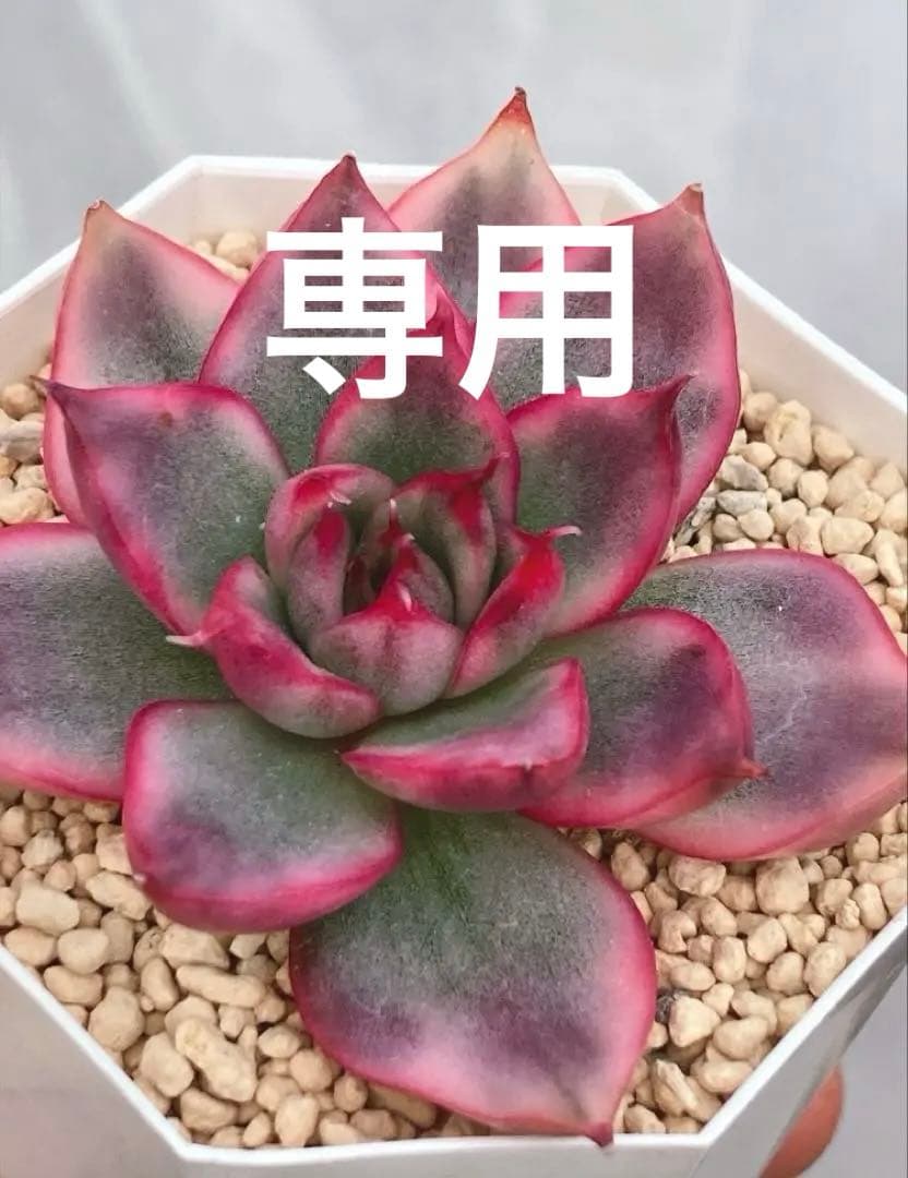 お纏め　多肉植物　❁︎ピョリャン錦　カット苗