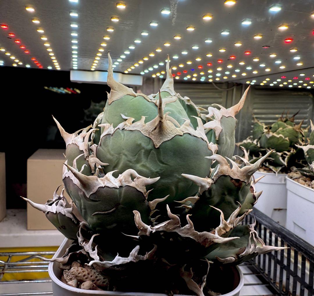 アガベ オテロイFo076 ノーネーム 白刺 チタノタ