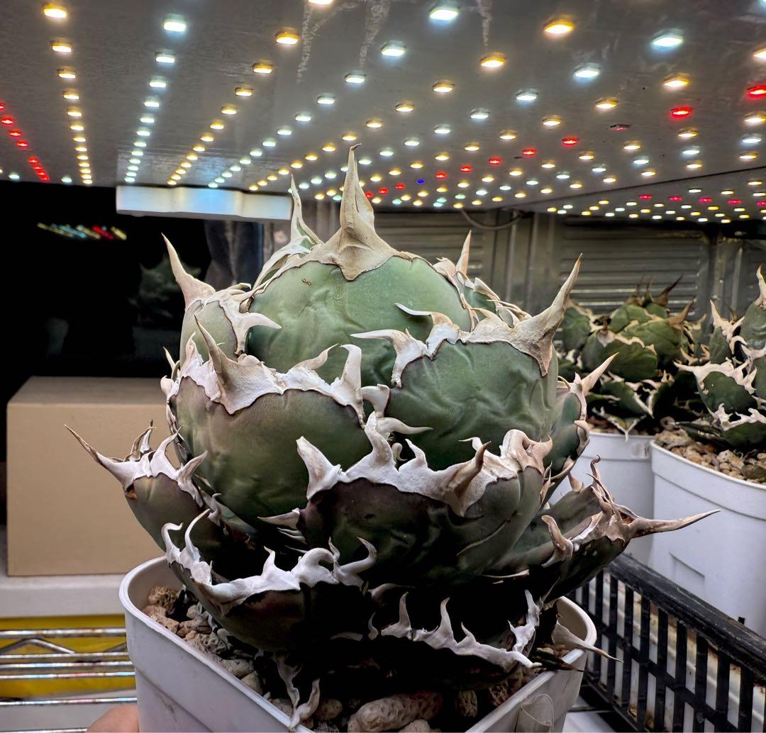 アガベ オテロイFo076 ノーネーム 白刺 チタノタ