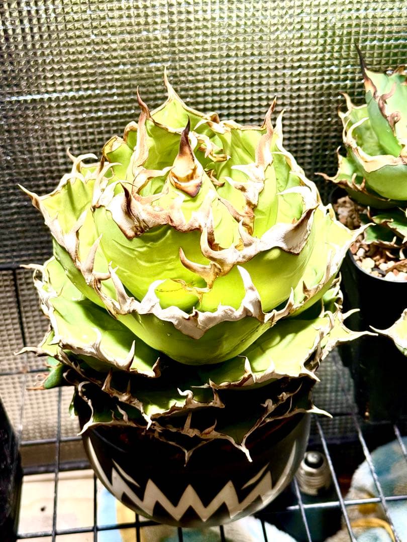 アガベ　チタノタ　シーザー大株