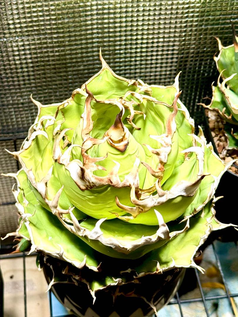 アガベ　チタノタ　シーザー大株