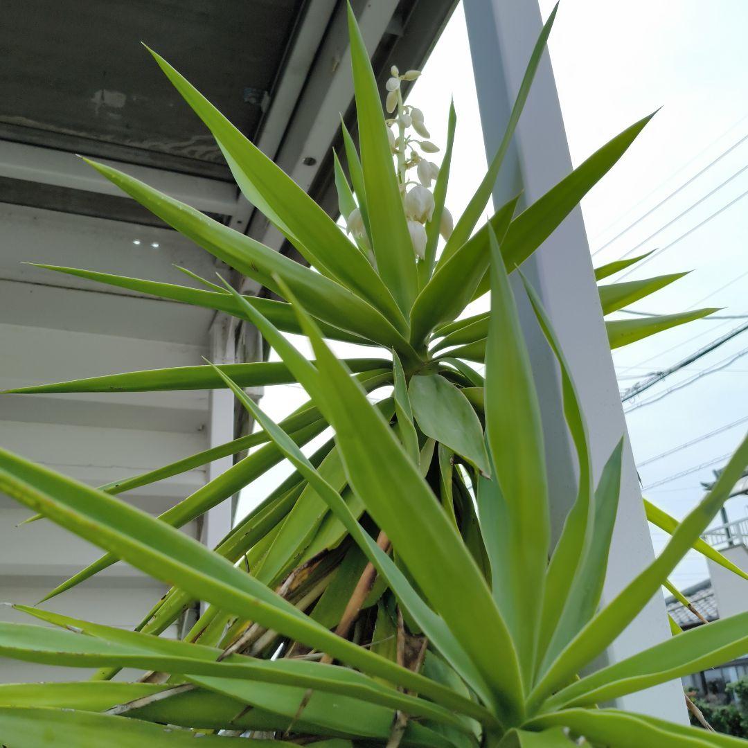 ユッカ　青年の樹　葉植物 白い花付き　見事な花咲き　開運　幸運　幸せ