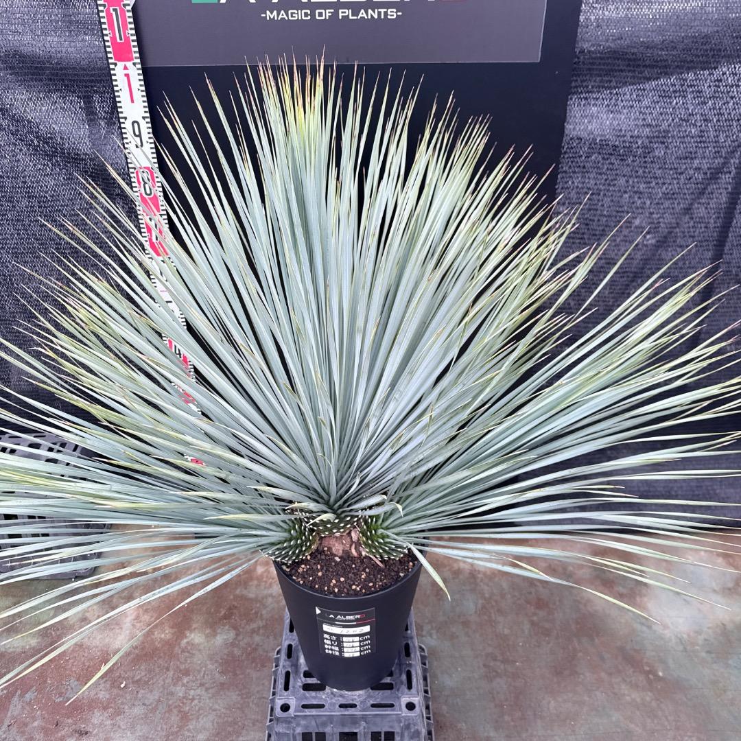 【AL1202】ユッカ　ロストラータ　ランチョブルー（品種名）４ヘッド