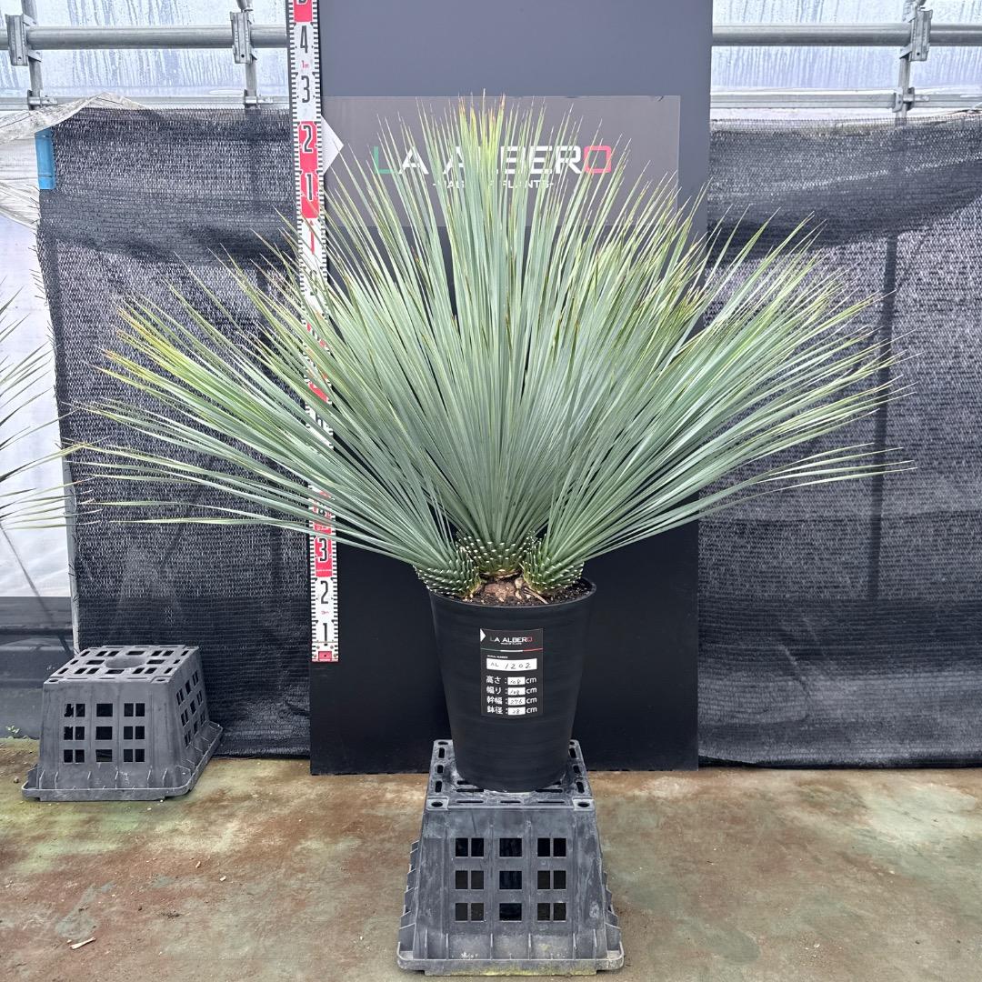 【AL1202】ユッカ　ロストラータ　ランチョブルー（品種名）４ヘッド