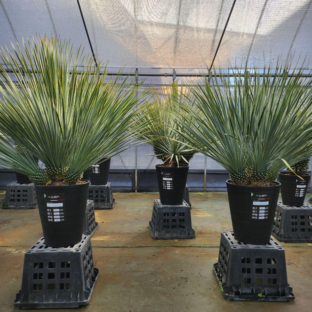 【AL1202】ユッカ　ロストラータ　ランチョブルー（品種名）４ヘッド