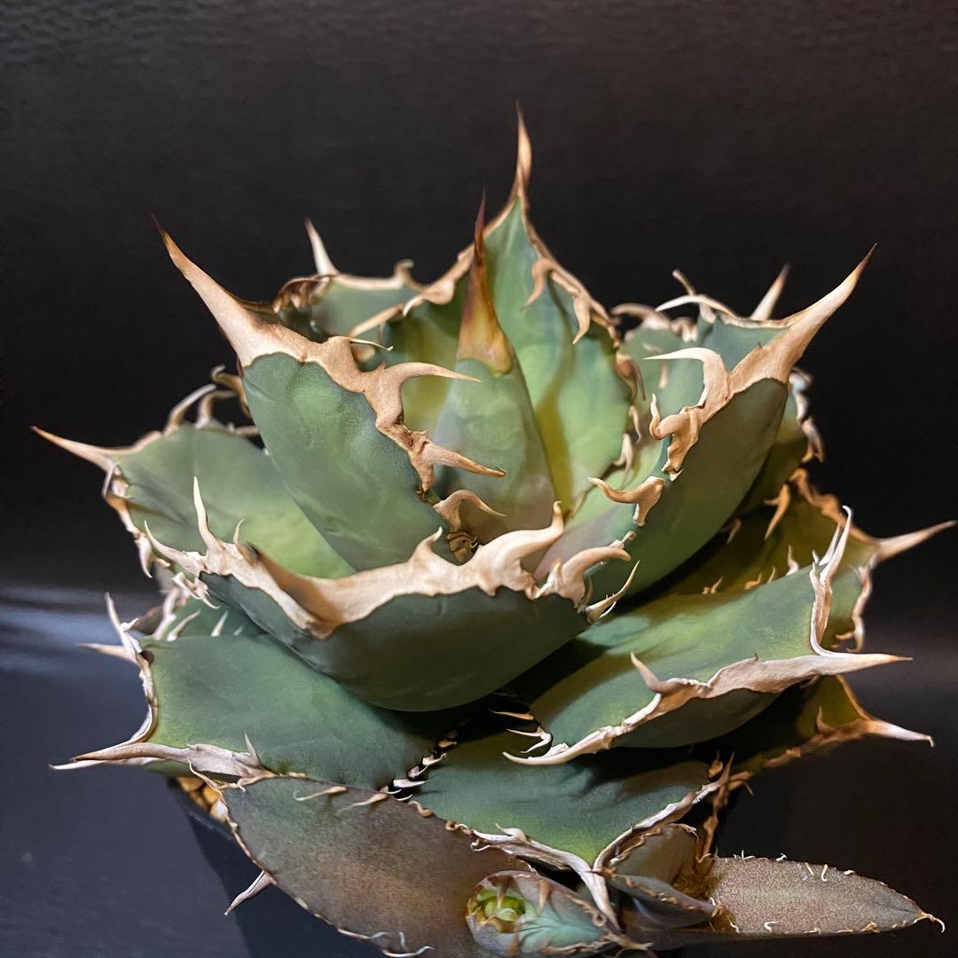 アガベ チタノタ 阿修羅 台湾産 親株 阿修羅丸 強棘 包葉 OC株 発根済み