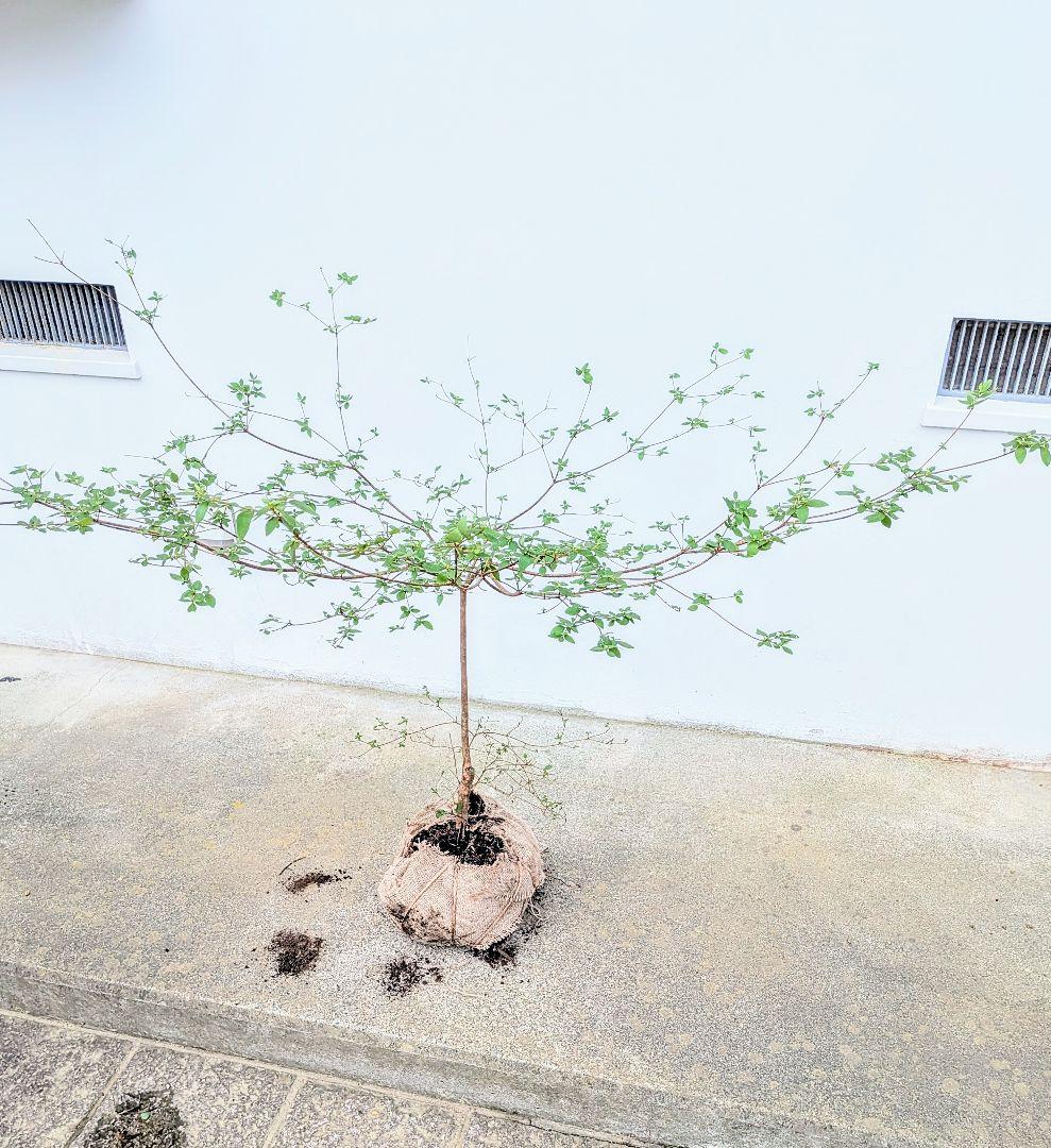 祝の盃形。。山採りヤマツツジ。