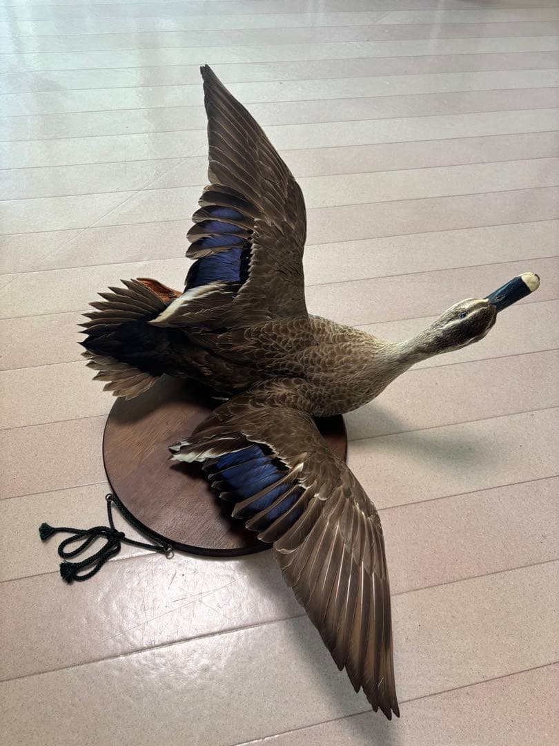 鳥の剥製　鴨　美品　壁掛け