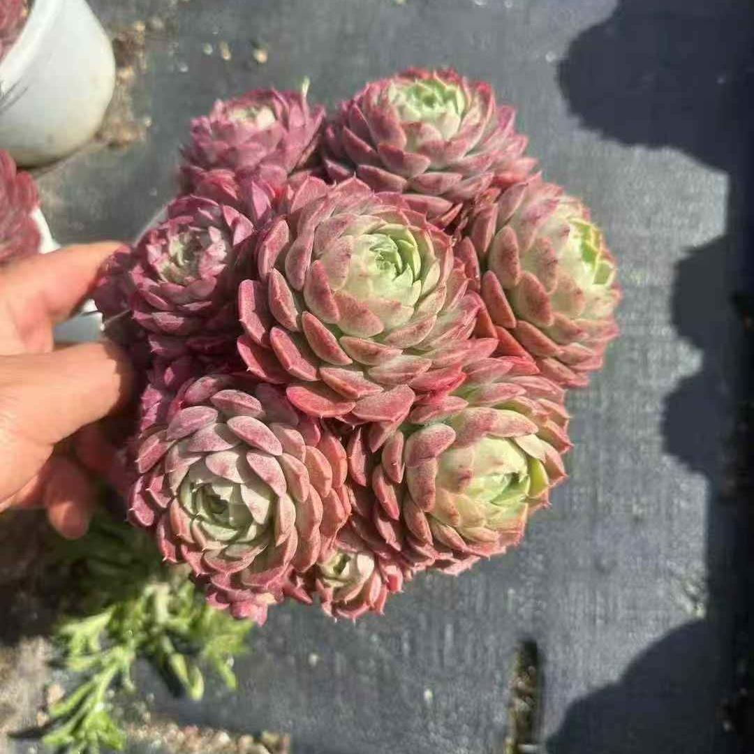 Top【選抜株】多肉植物　21288トラフィックライト 12個　鉢無し