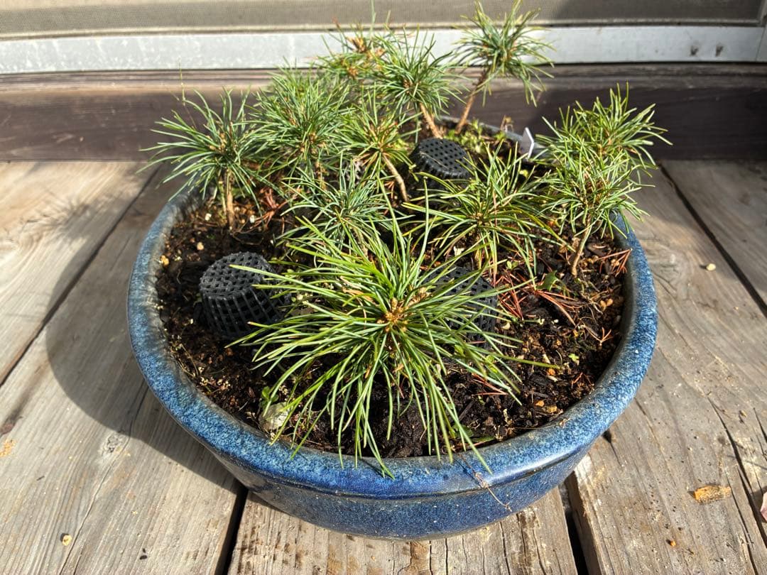 14本セット ★盆栽★ 赤石五葉松　 E-5 ★愛媛県より発送★