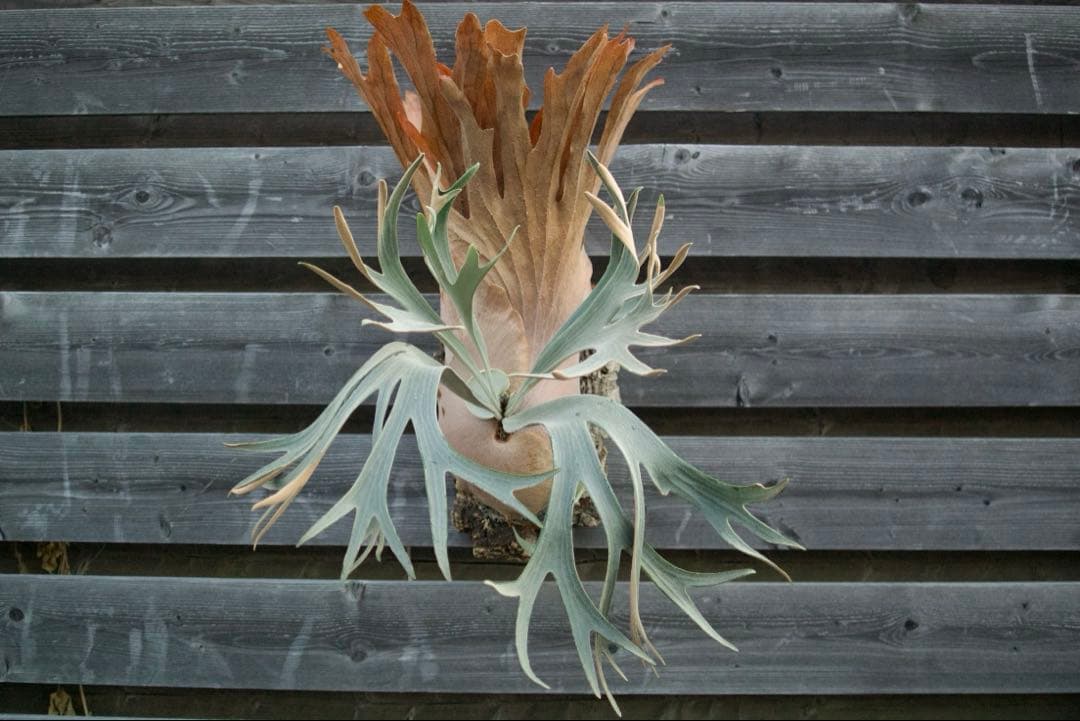 P.FSQ vp#3 'Salinger' 親株　ビカクシダ