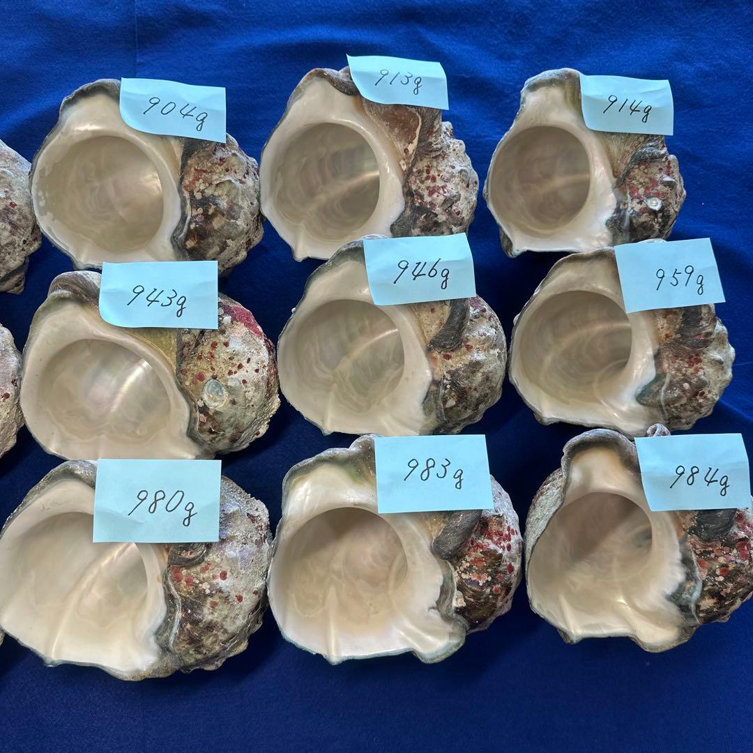 夜光貝　ヤコウ貝　まとめ売り　15個　14kg アクセサリー　ルアー