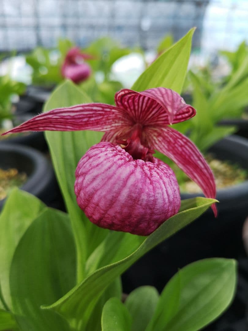 山野草　ホテイアツモリソウ　濃色　大輪　花１　葉２　１鉢