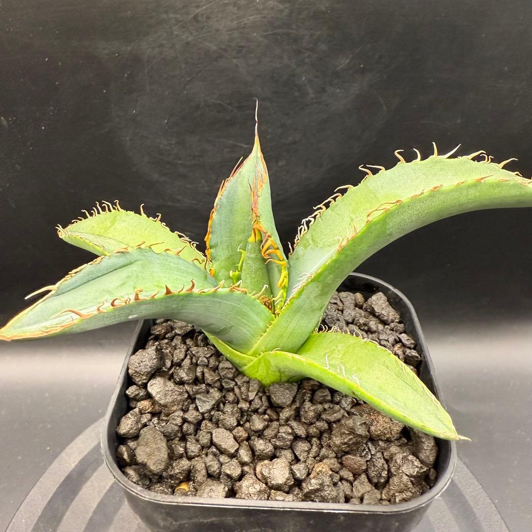 アガベ　NU1 coyote plants株　子株