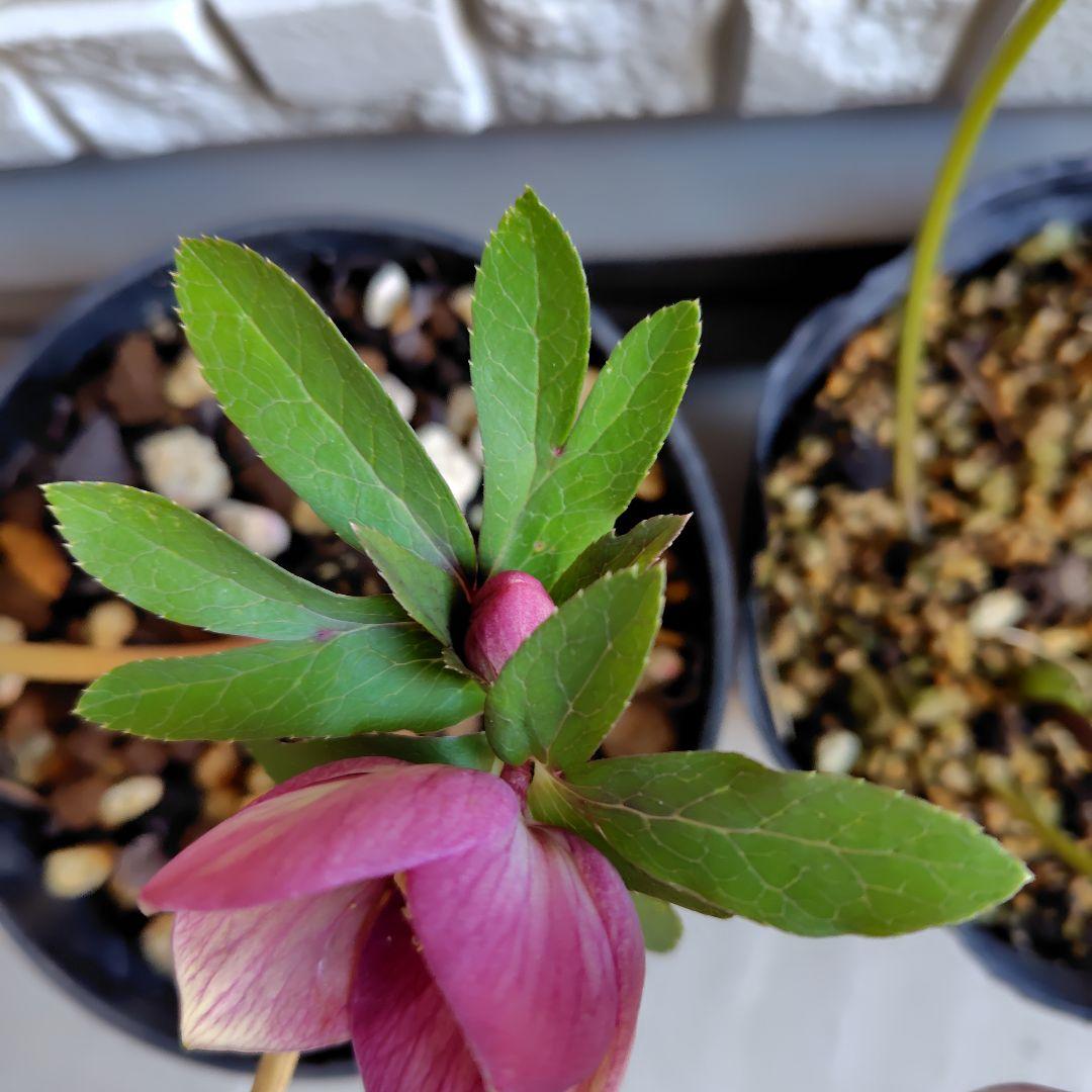 【開花株】クリスマスローズセット　広瀬園芸　加藤農園