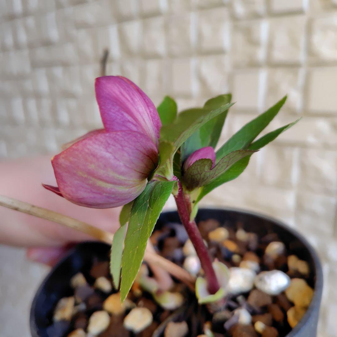 【開花株】クリスマスローズセット　広瀬園芸　加藤農園