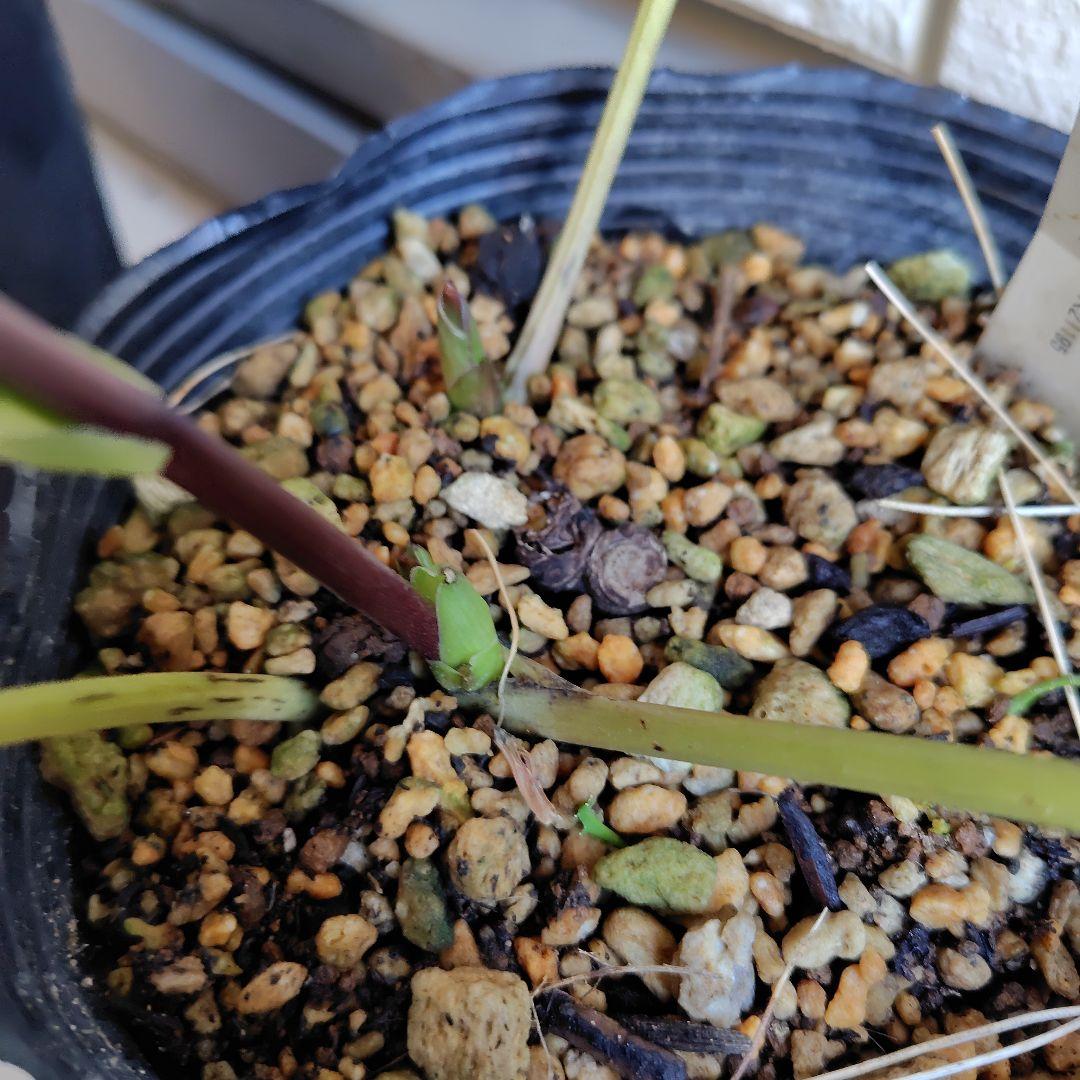 【開花株】クリスマスローズセット　広瀬園芸　加藤農園