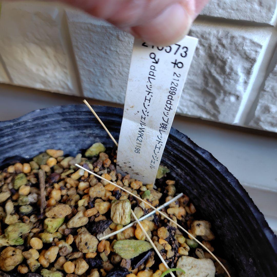 【開花株】クリスマスローズセット　広瀬園芸　加藤農園