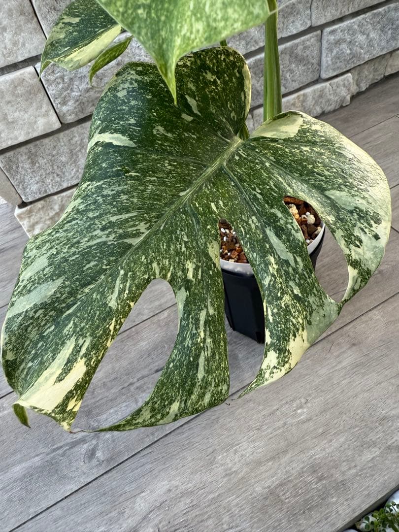 超希少な　モンステラ デリシオーサ ダイアモンド　レガシー　斑入り