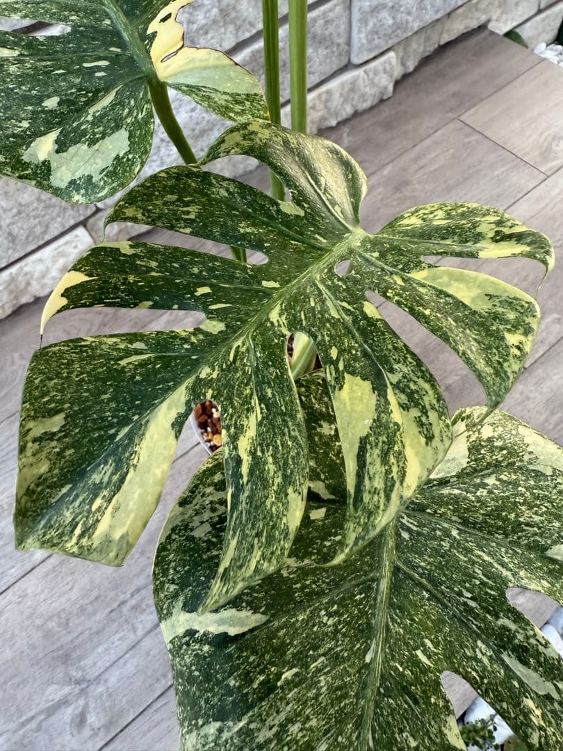 超希少な　モンステラ デリシオーサ ダイアモンド　レガシー　斑入り