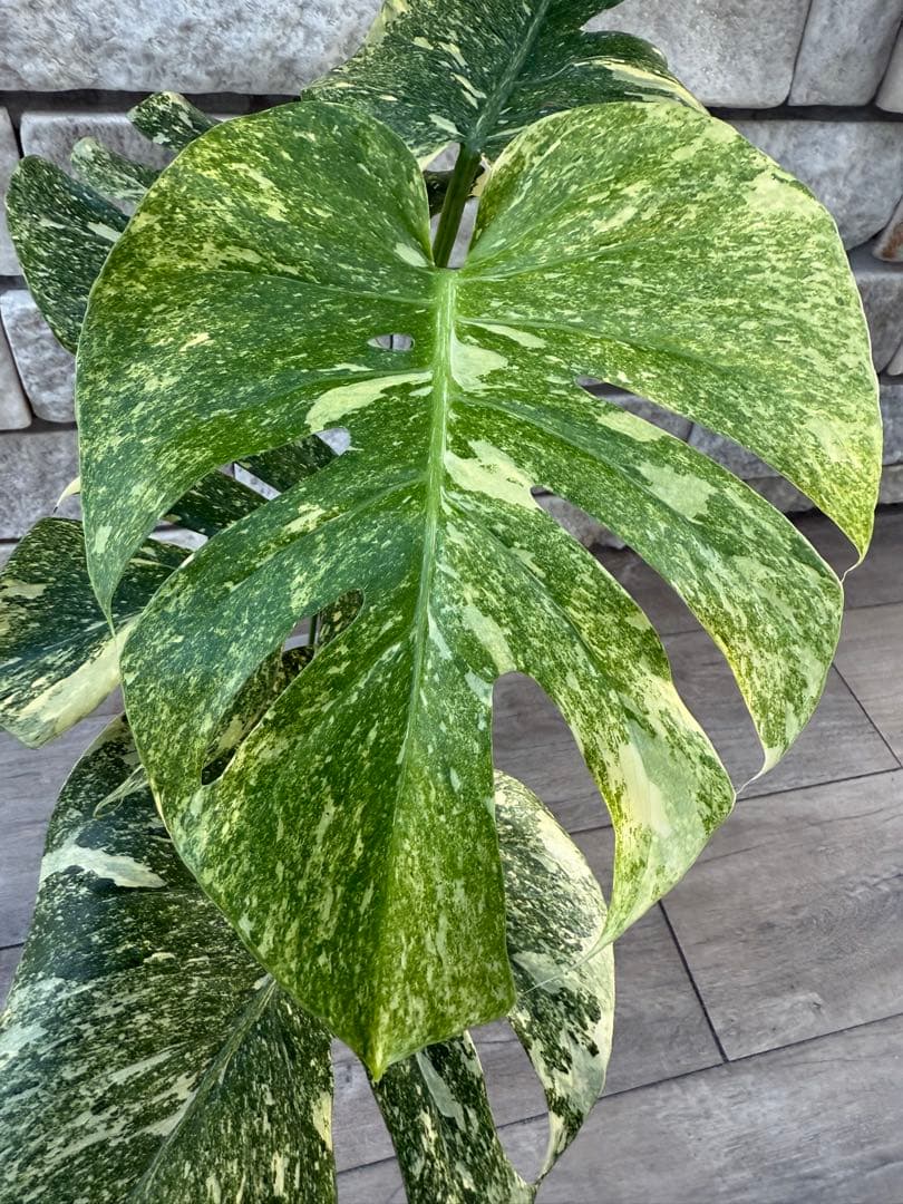 超希少な　モンステラ デリシオーサ ダイアモンド　レガシー　斑入り