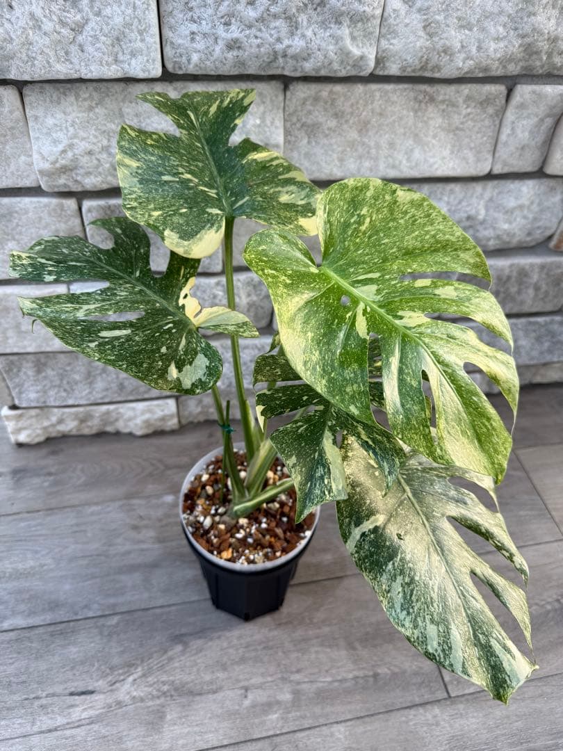 超希少な　モンステラ デリシオーサ ダイアモンド　レガシー　斑入り