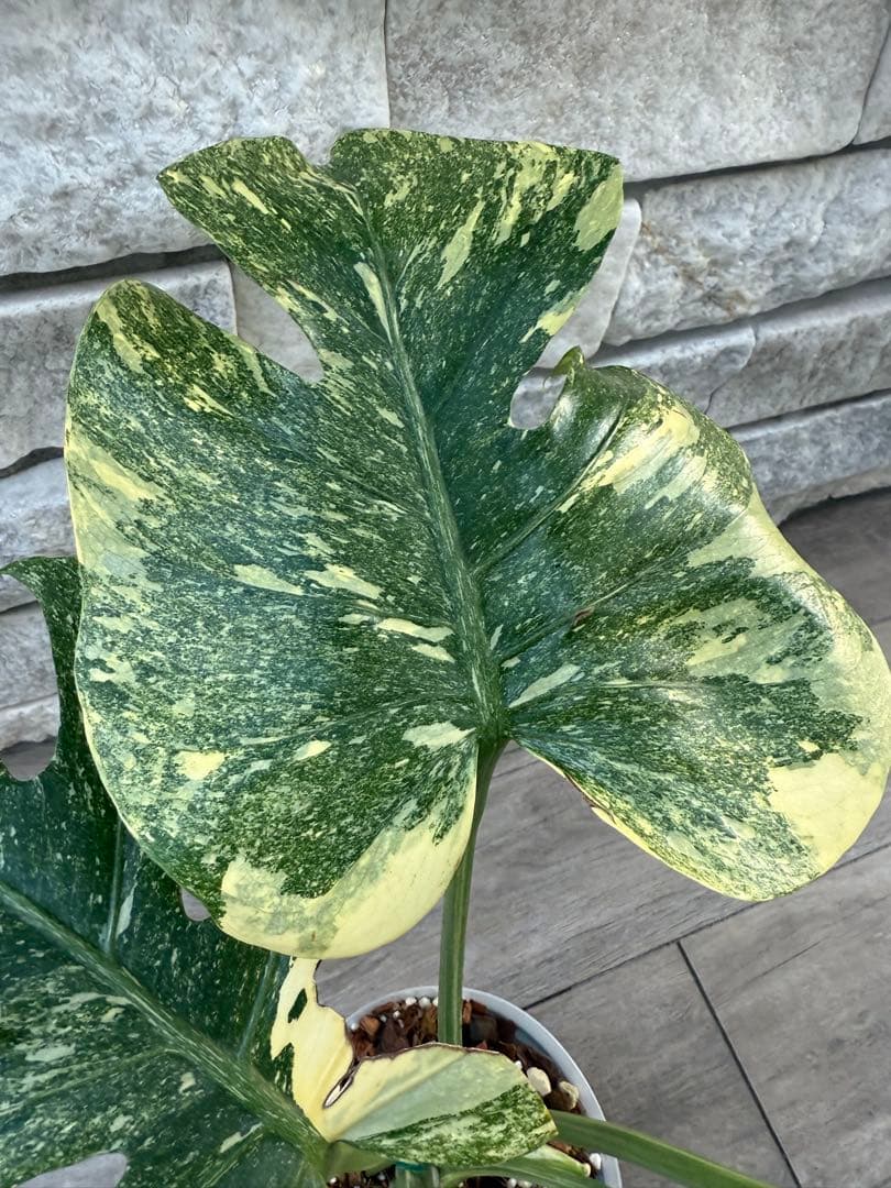 超希少な　モンステラ デリシオーサ ダイアモンド　レガシー　斑入り