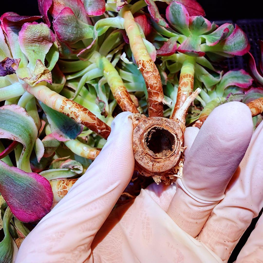 新入荷　超レア新品種　アエオニウム　スカーレットハート錦　法師錦　( 中空茎)