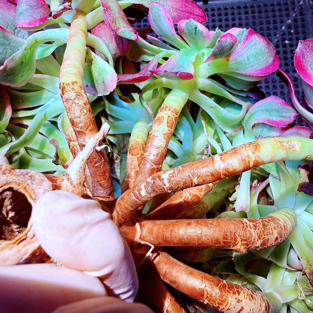 新入荷　超レア新品種　アエオニウム　スカーレットハート錦　法師錦　( 中空茎)