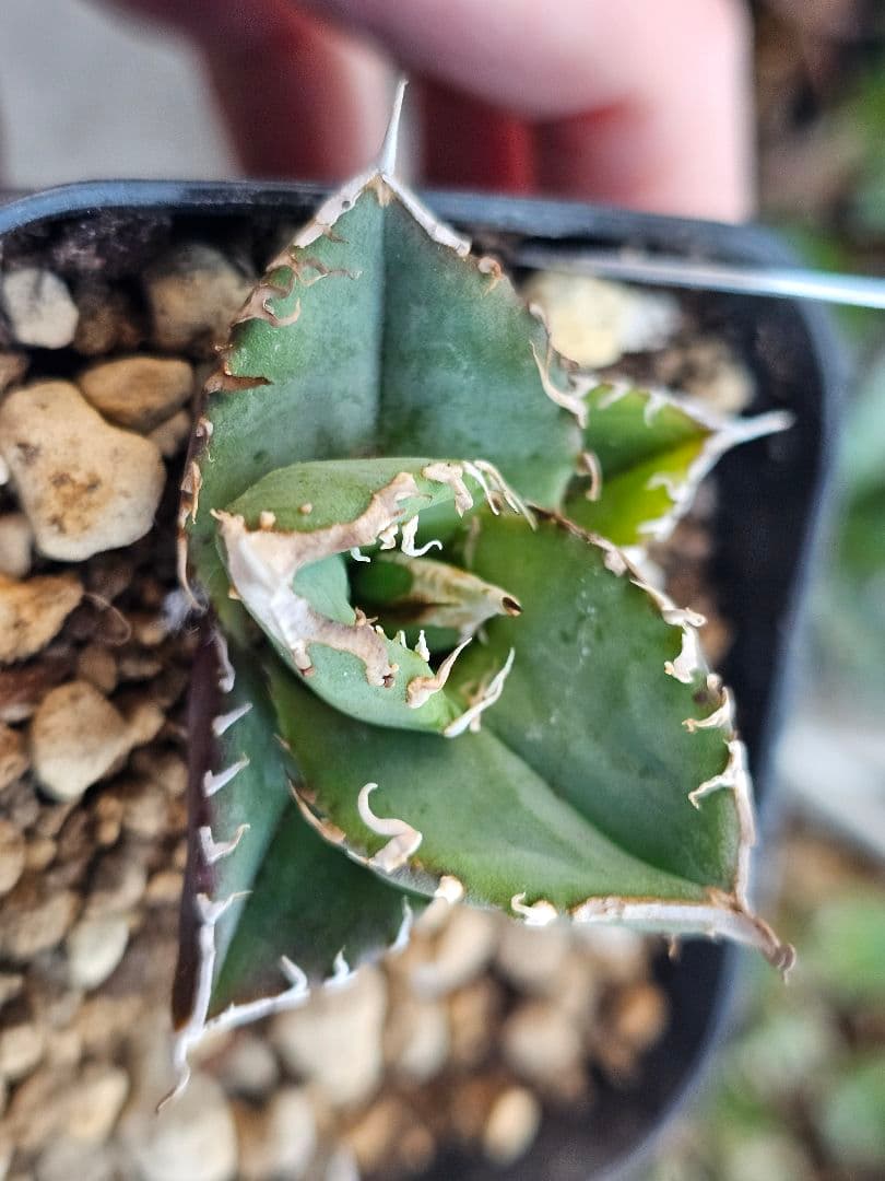 アガベ　チタノタ　満天星②TC ぶつぶつ 台湾産正規品 根付き苗 ブツブツ株