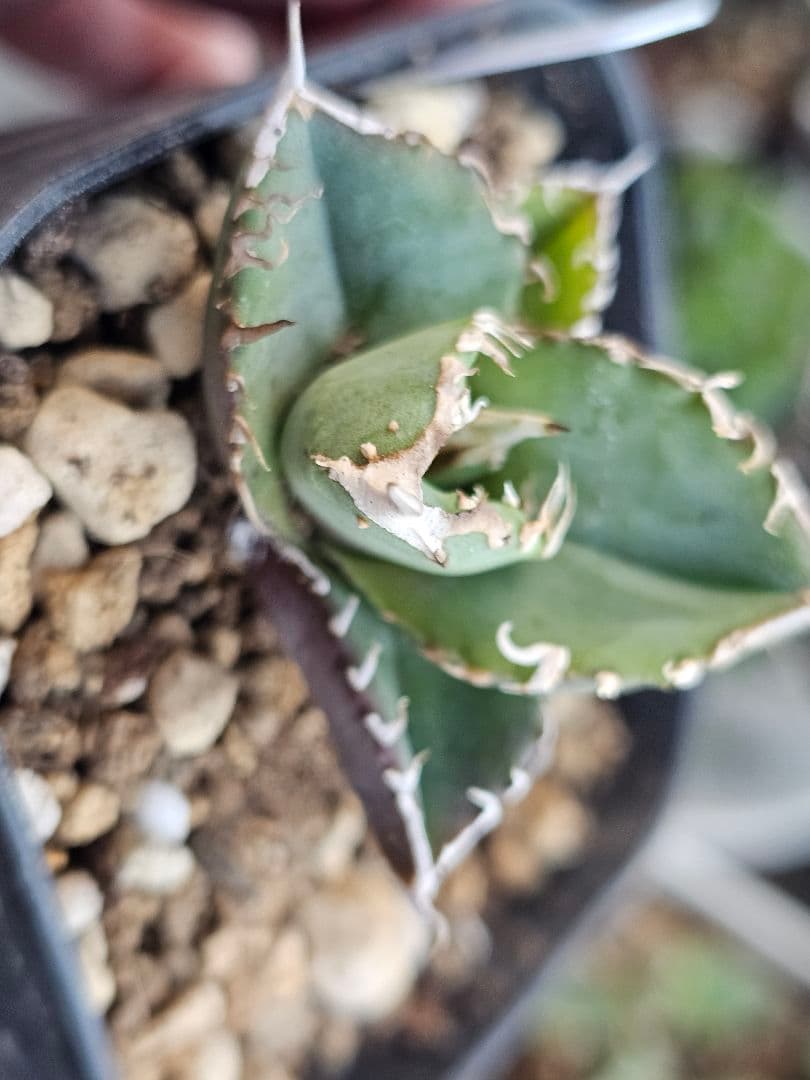 アガベ　チタノタ　満天星②TC ぶつぶつ 台湾産正規品 根付き苗 ブツブツ株