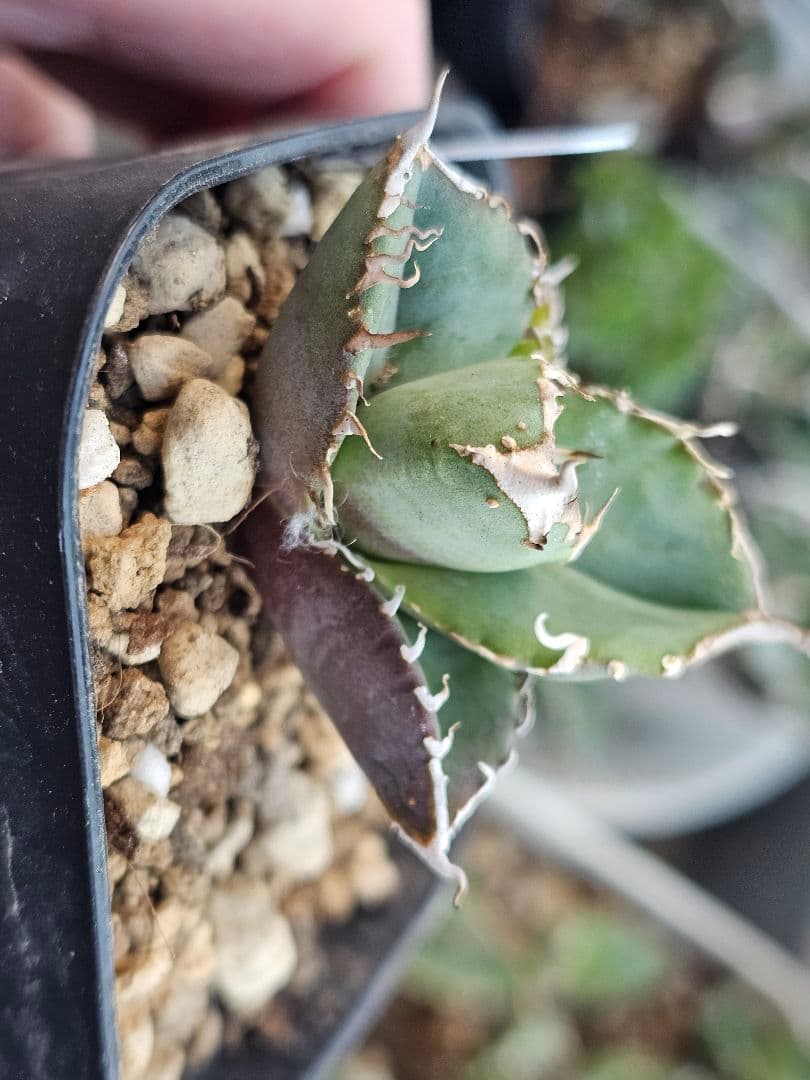 アガベ　チタノタ　満天星②TC ぶつぶつ 台湾産正規品 根付き苗 ブツブツ株