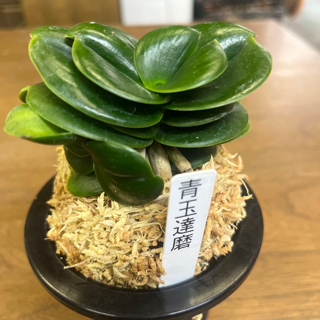 名護蘭　ナゴラン　青王達磨