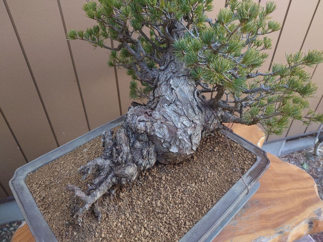 ※引取限定※　盆栽　九重　五葉松　樹高52cm